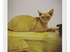 -Heymao猫咖.咖啡厅(东门店)