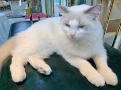 -喵喵咪呀布偶猫咖(春熙路店)