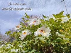 -西安牡丹苑