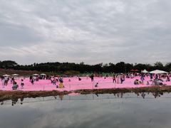 -大塘金香草谷