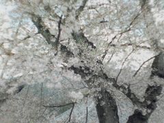 -醍醐寺