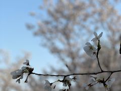 -顾村公园