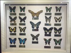 -上海昆虫博物馆