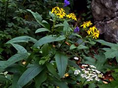 -白草畔自然风景区