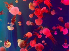 -成都浩海立方海洋公园