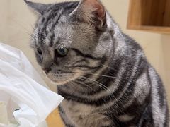 -藏猫猫咖啡主题馆(中央大道店)