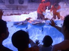 -芜湖新华联大白鲸海洋公园