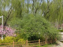 -燕郊植物园