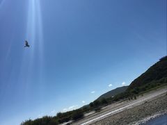 -金鼎雪山牦牛杂火锅(理县总店)