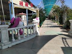 -百万葵园
