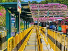 -深圳仙湖植物园