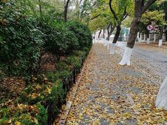 -八大关景区