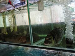 -祈胜邨•顺德鱼生•顺德菜(容桂店)