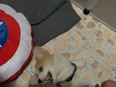 -派特宠物医院(圆融广场店)