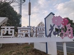 -西京湾花海