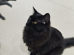 -藏猫猫咖啡主题馆(中央大道店)