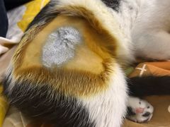 -凯特喵百思猫专科医院