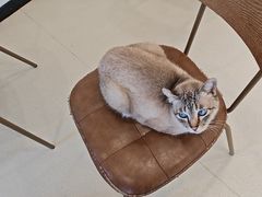 -共舞时光猫咖·狗咖(新街口店)