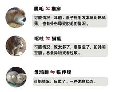 -爱侣宠医·鹦鹉专科·小型哺乳类·异宠专科(灵石路店)