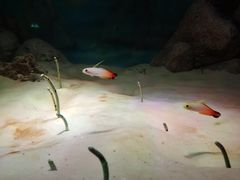 -暹罗海洋世界