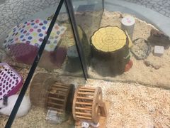 -momokira米努特·德文卷毛猫·棉花面纱犬
