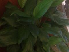 -盛世川王•幸福里(长虹店)