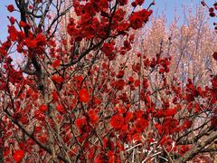 -蜀冈西峰生态公园