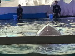 -秦皇岛乐岛海洋王国