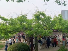 -嘉定紫藤园