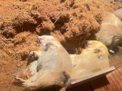 -Zoolung Zoolung动物主题公园(海信广场店)