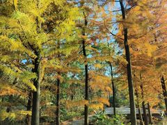 -昆山城市生态森林公园