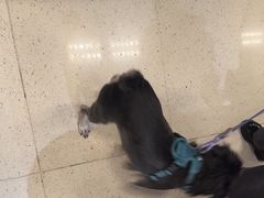 -帕帕拉兹宠物(亚洲旗舰店)