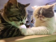 -平行世界·猫咖(首经贸店)