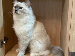 -MOCHA明星猫咖(田子坊店)