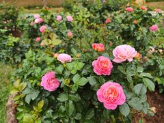 -人民公园(罗湖区)