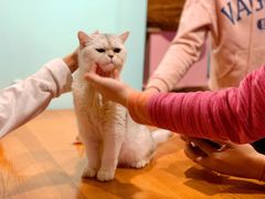 -猫小院猫主题餐厅(三里屯店)