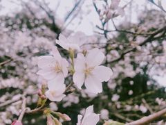 -武汉大学-樱园