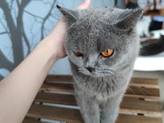 -泰国佛·塔罗·泰牌狐仙古曼