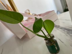 -凡碧诗毛孔收细
