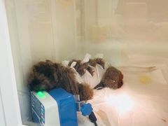 -瑞派·关忠动物医院·异宠专科·犬猫肿瘤·皮肤专科(望京店)