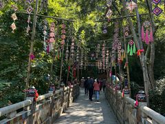 -西双版纳原始森林公园