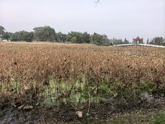 -洪湖生态旅游区