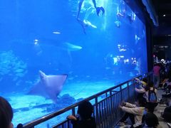 -烟台海昌鲸鲨海洋公园