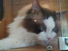 -猫十亿·布偶金渐层·曼基康矮脚猫舍(青年路店)