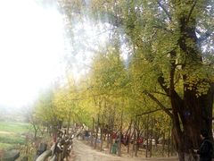 -千年银杏谷文化旅游区
