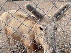 -宿豫区运河湾森林动物园