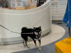 -奈斯宠物医院·核磁CT·异宠专科·内镜(中南店)