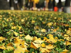 -重庆市江北嘴中央商务区中央公园