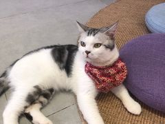 -Heymao猫咖.咖啡厅(东门店)