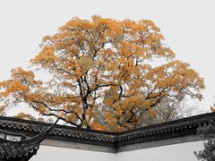 -上海醉白池公园